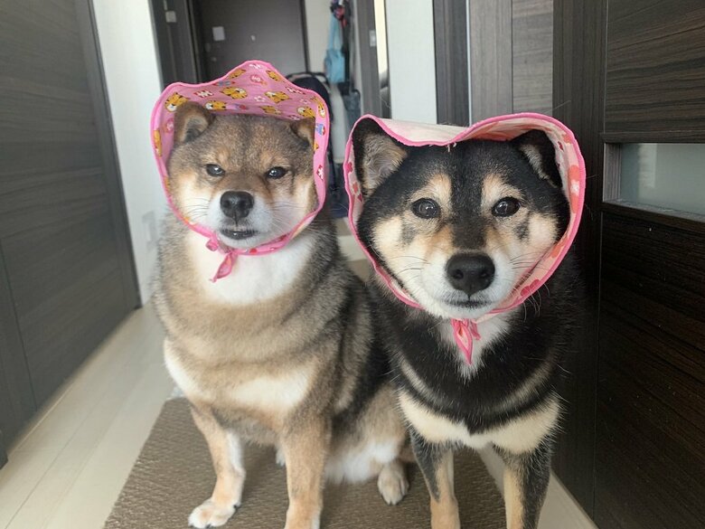 何をかぶせても大人しい2匹