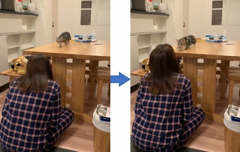 左：今がチャンスとばかりにダッシュするあんこくん　右：飼い主さんが顔を出してしまった！