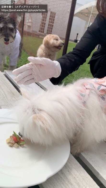 提供：かわいーぬさん