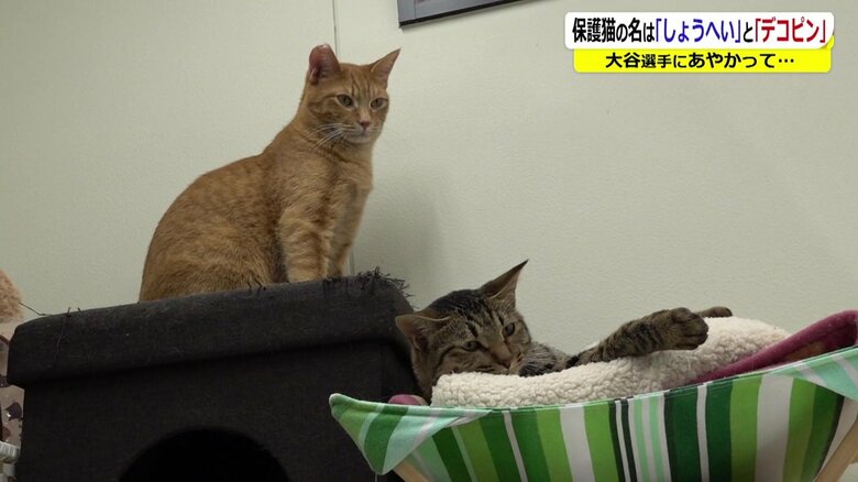 県動物愛護センターで保護されている猫たち
