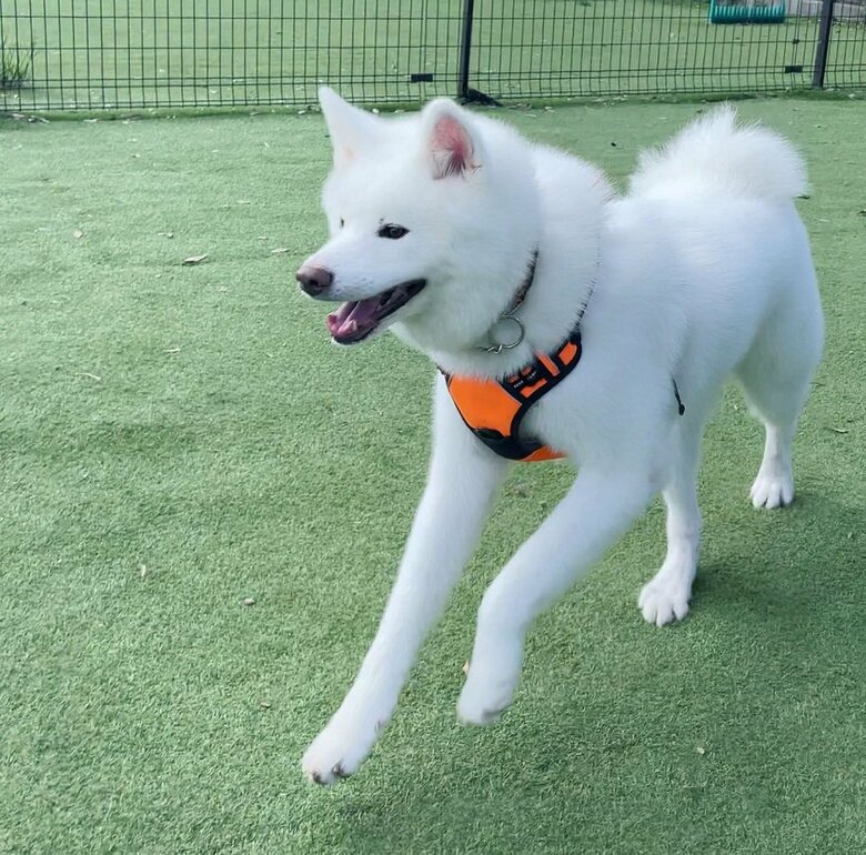 走って楽しんだりもする