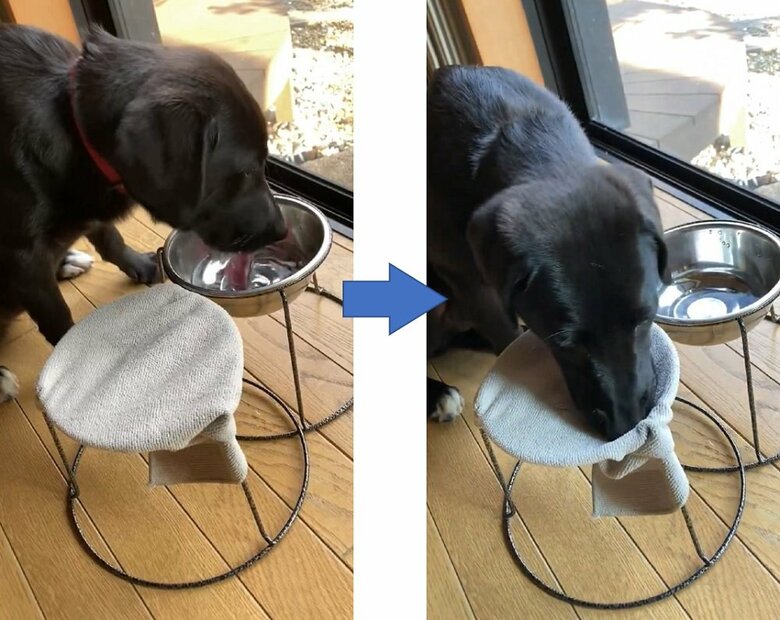 水を飲んだ後にタオルで口を拭くつきちゃん