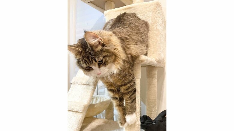 提供：しろあん でっかい北欧猫さん