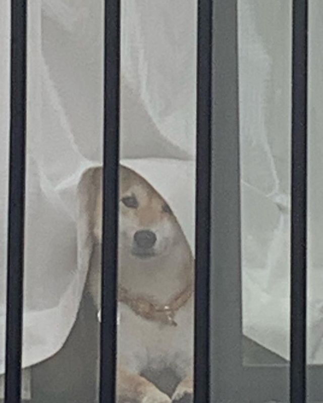 提供：柴犬 しんさん