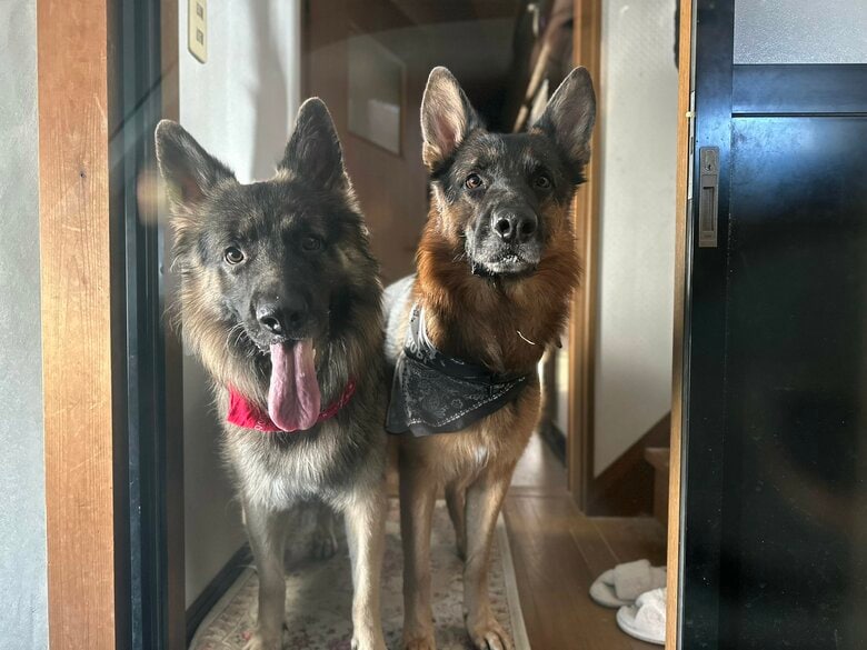 提供：Tobi and Bobi シェパード兄弟犬さん