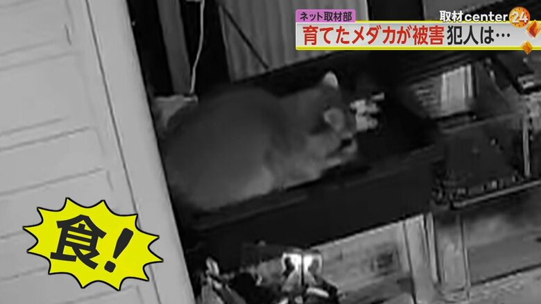 防犯カメラに映った、水槽からメダカを食べるアライグマ