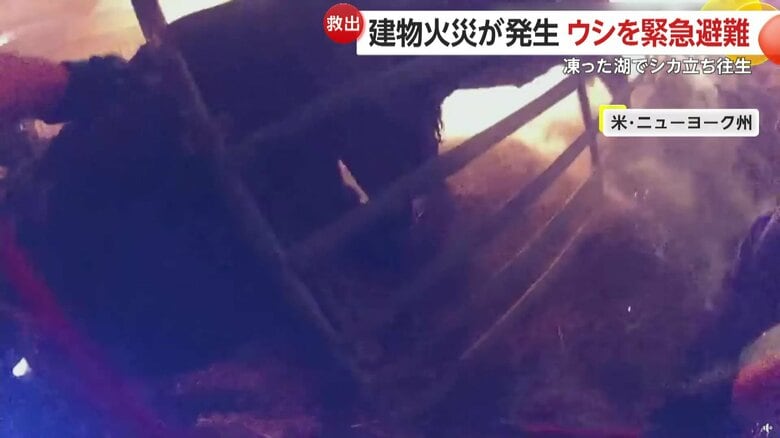 火災から動物たちを救助する警察官（7日、アメリカ・ニューヨーク州）