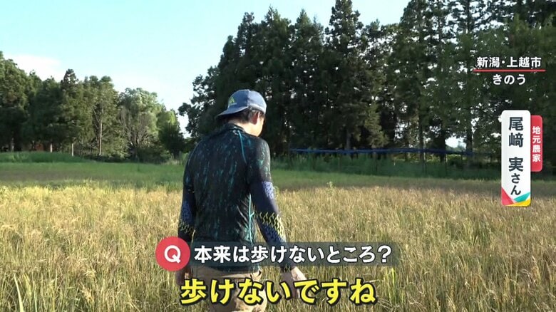 本来は、歩けないほど水分が多い田んぼだが…