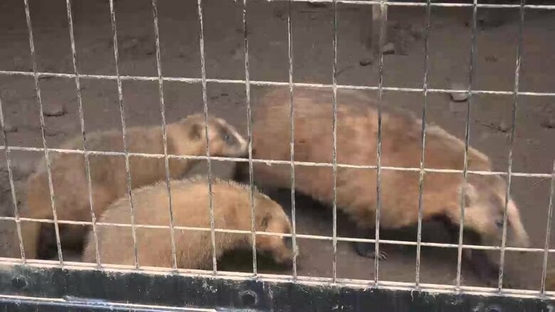 ニホンアナグマ（盛岡市動物公園ZOOMO）　