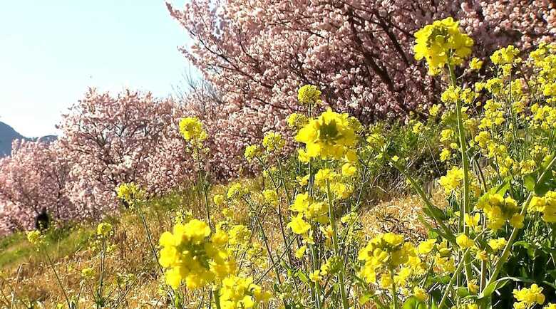 桜と菜の花のコントラストがきれいな神奈川県南足柄市　狩川沿いの遊歩道