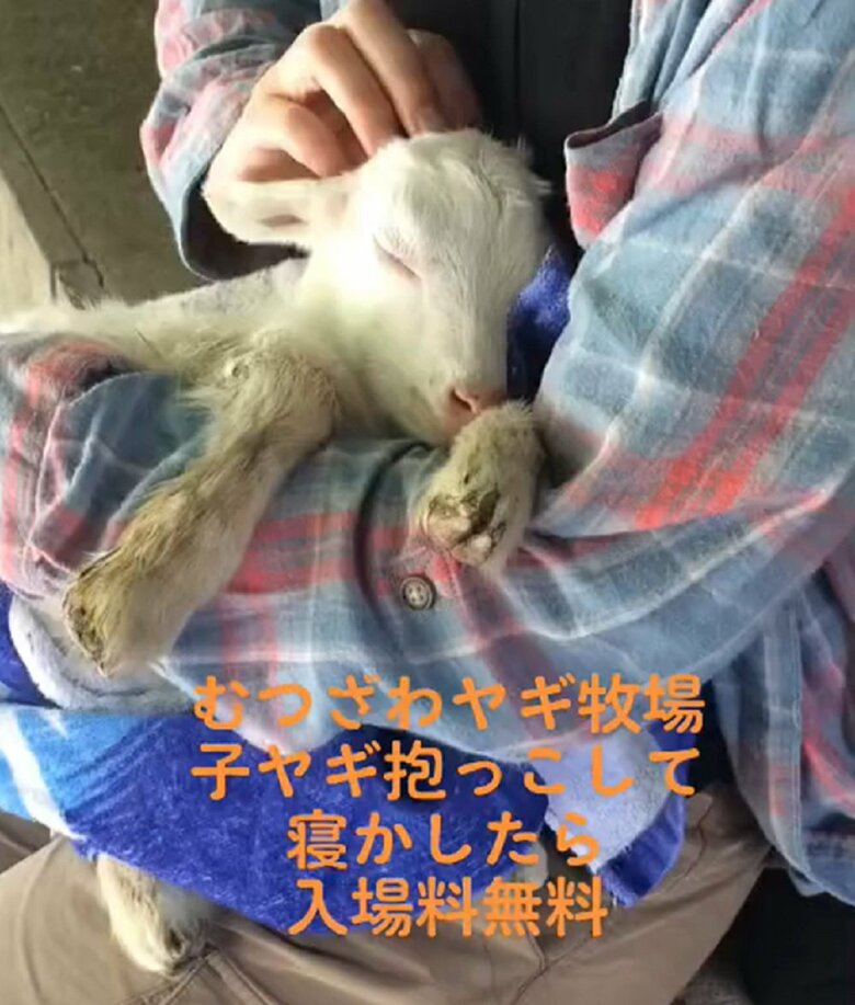チャレンジ成功者（提供：むつざわヤギ牧場）