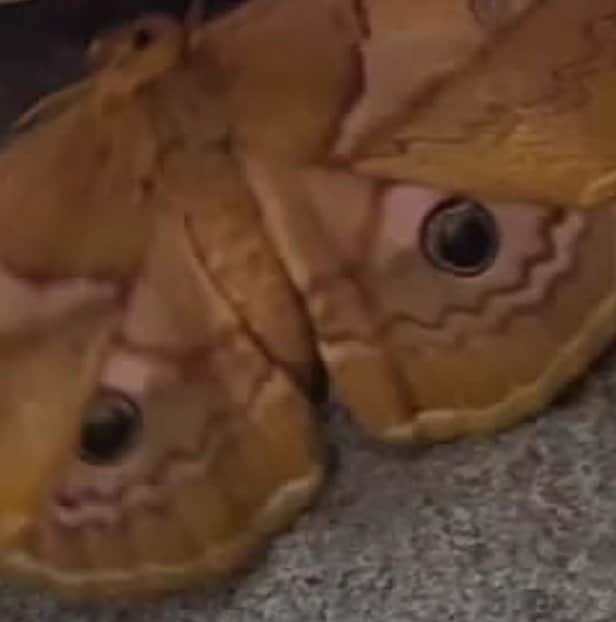 大量発生しているクスサン