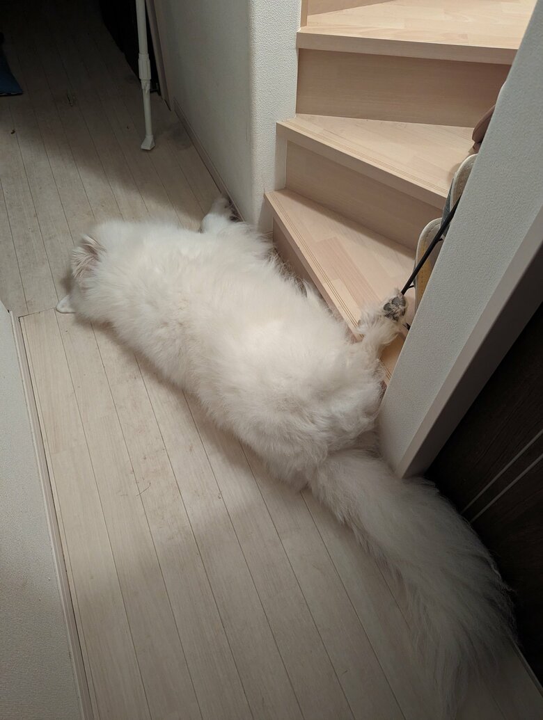 やっぱり床の色に似ている陸ちゃん