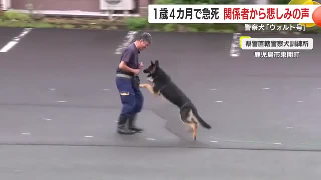 訓練をするウォルト号と福留さん