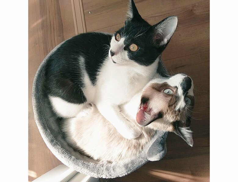 左：カフェくん　右：ラテくん（提供：かふぇらてさん）