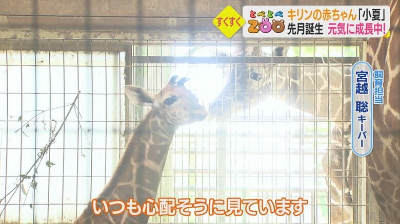 小夏ちゃんをかわいがっている兄のリュウト