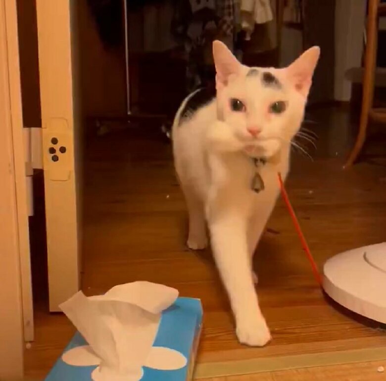 意気揚々と猫じゃらしをくわえている