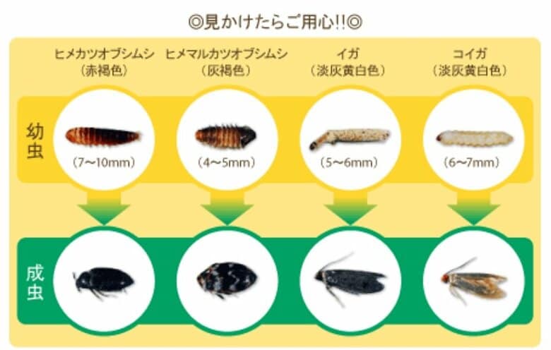衣類を食べる代表的な4種類の虫（提供：エステー株式会社）