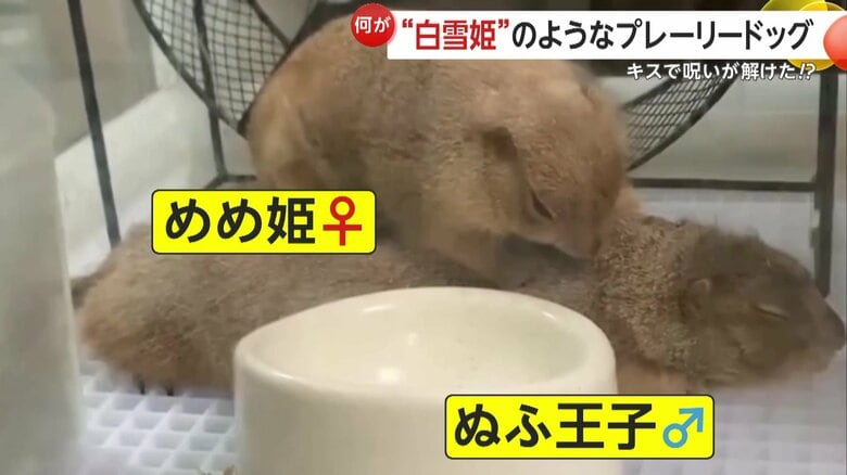 いつも仲が良い2匹のめめ姫とぬふ王子（提供：@Prairie20210108）