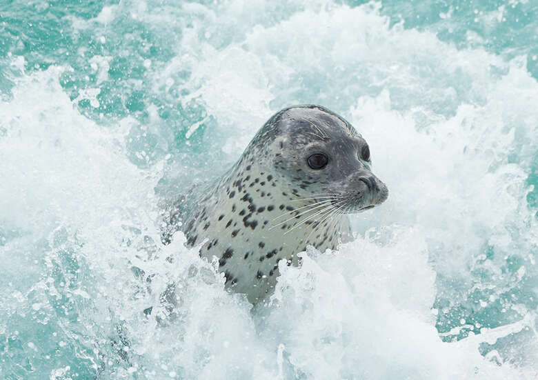 表情豊かなアザラシのショット（『アザラシまるごとBOOK』より）