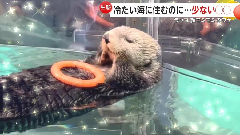 気持ちよさそうにプカプカと浮かぶ、ラッコのリロくん