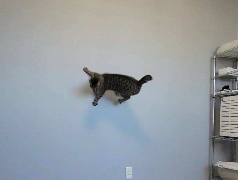 壁にくっついているかのようだ（提供：しぴこめさん）