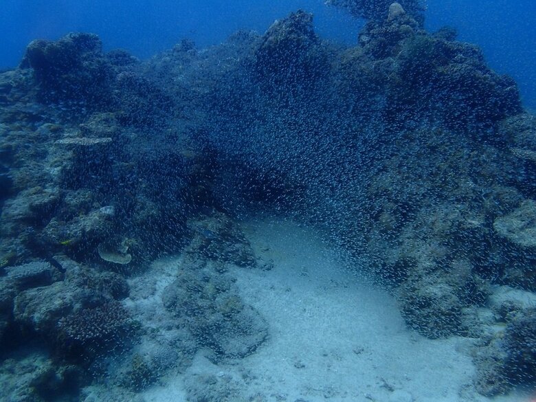 自然界でのキンメモドキ（提供：アクアマリンふくしま）