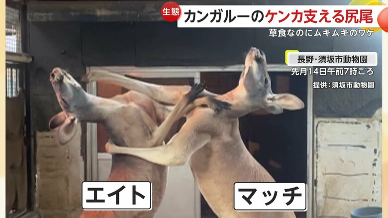 激しい戦いを繰り広げるオスのアカカンガルー、エイトとマッチ（10月14日午前7時ごろ、長野・須坂市動物園）