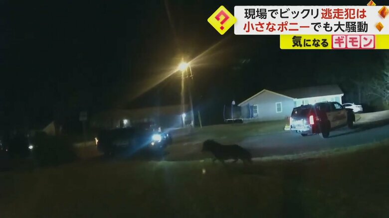 住宅のそばを逃げ回るポニー（画像：Tuscaloosa Police Department）