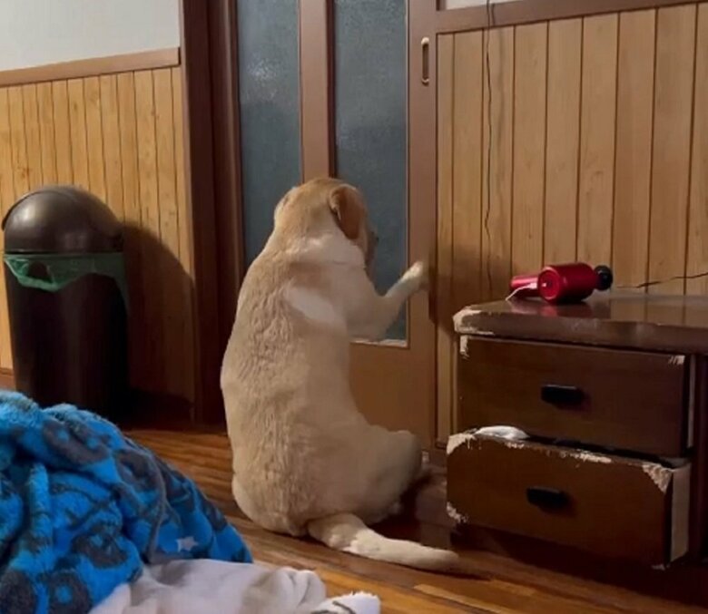 リビングの扉も「開けて～」とカリカリ