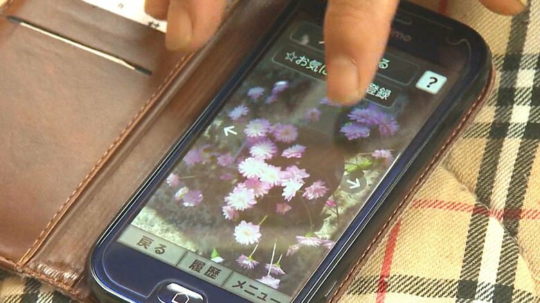 松本さんが育てた雪割草