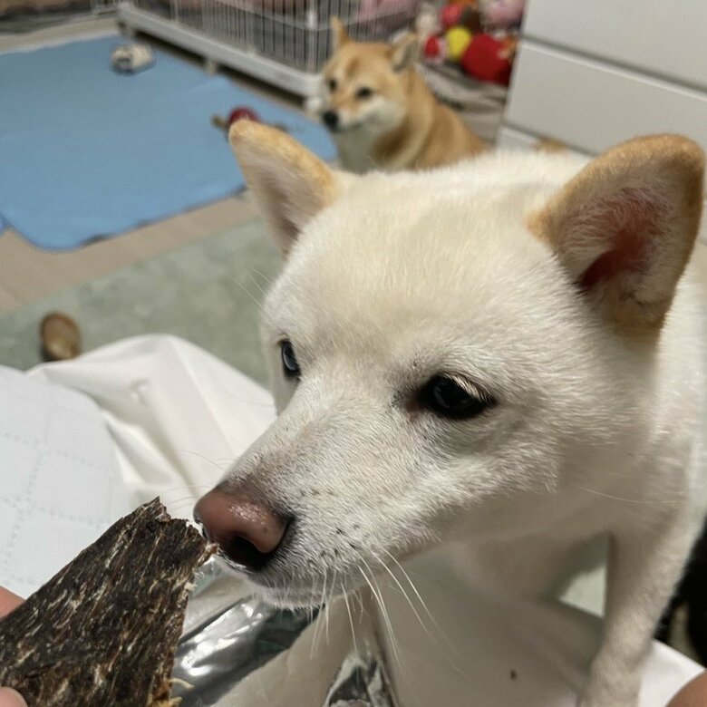 おやつには目を輝かせる