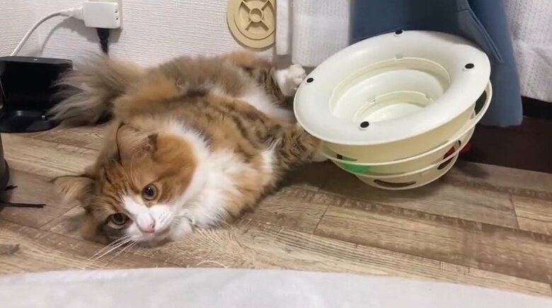 「何？」ひとり遊び中に反応する麦ちゃん