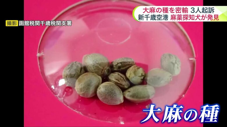 実際に密輸入された大麻の種（撮影：函館税関千歳税関支署）