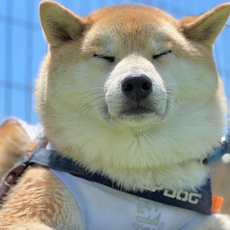 提供：柴リアンハスキーもちごめ兄弟さん