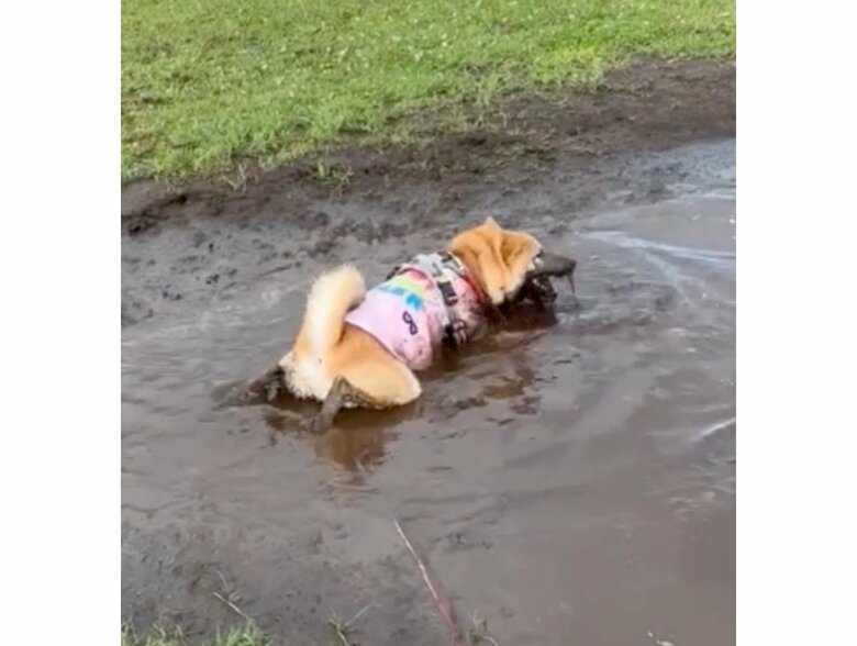 提供：柴犬まるやん日記さん