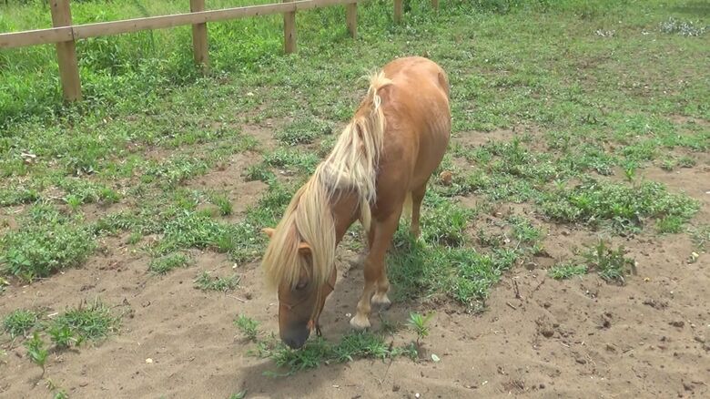 ミニチュアポニーのてん