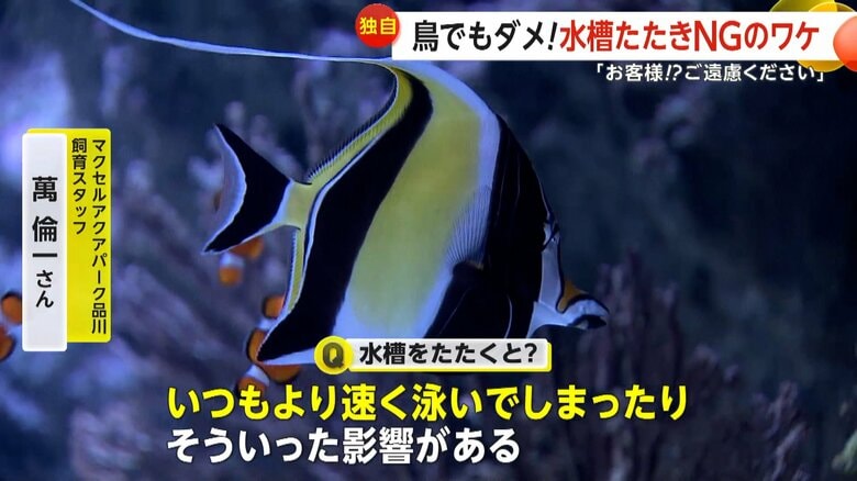 「いつもより速く泳いでしまうなどの影響がある」と話す飼育スタッフ・萬倫一さん