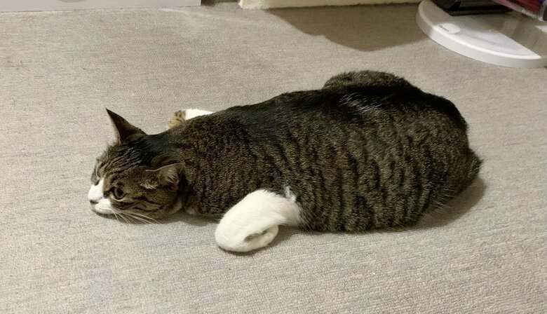 横からみた香箱座りの亜種