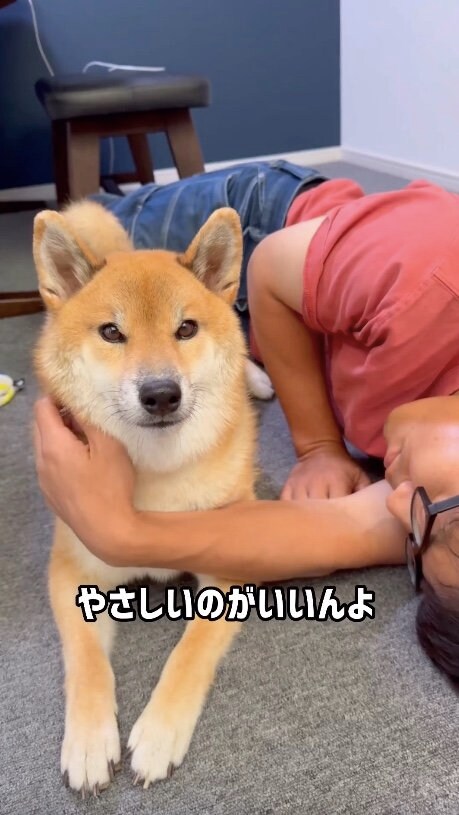 提供：柴犬ぽてとさん