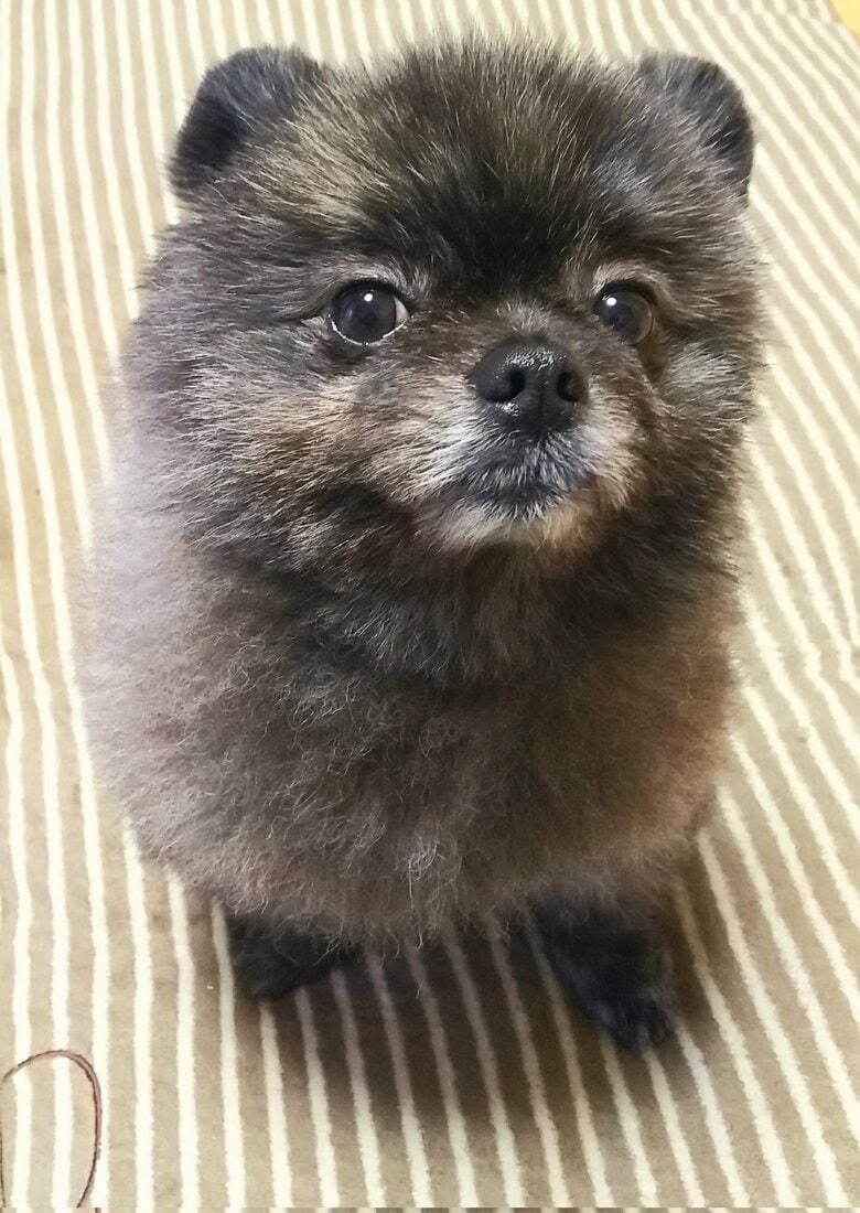 若かりし頃のどん吉くん