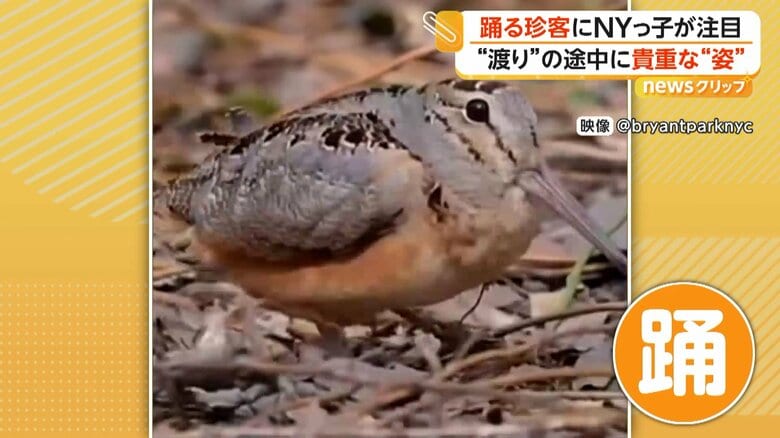 渡りの途中に公園を訪れたとみられる「アメリカヤマシギ」