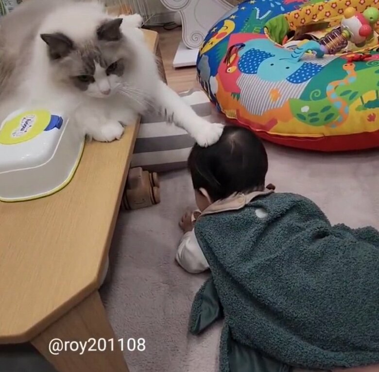 提供：ロイ(Roy)くん@ラグドールさん