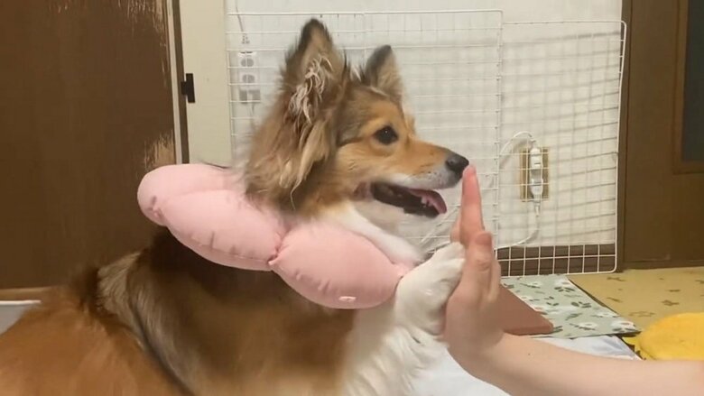 うりちゃんのハイタッチ　成功率は9割