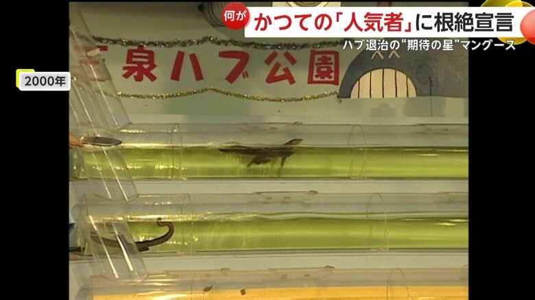 沖縄県ではハブとマングースの“水泳競争”に変わった