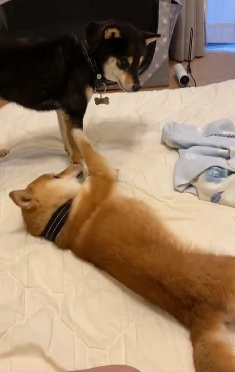 おはぎくんのことが大好きだというおでんくん