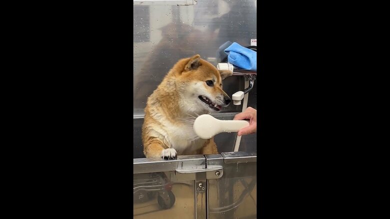 ちょっとうつむきながら頑張っている