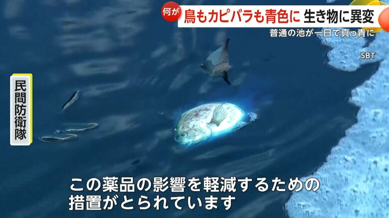 薬品の影響を軽減するための措置が取られているという池