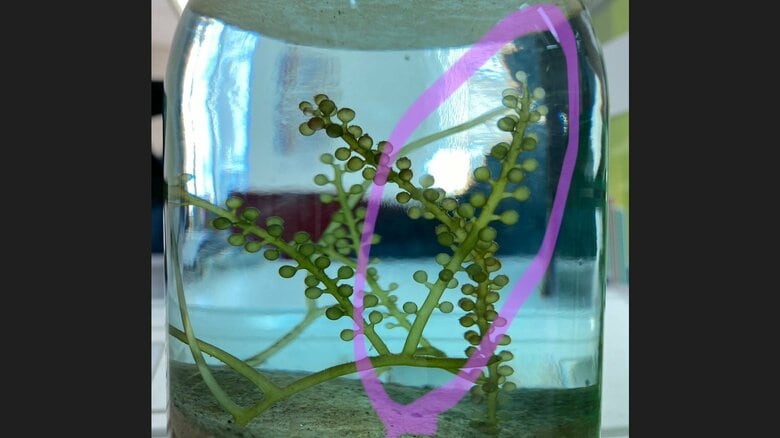 12月6日の様子。丸で囲っているのが話題となった部分（提供：Sho Nakaemaさん）