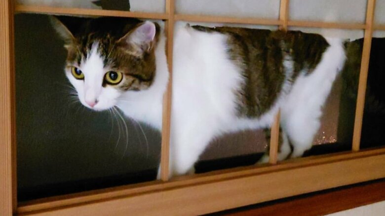 障子にいたずらをしてしまったジェンナちゃん